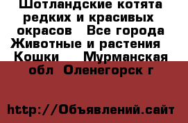 Шотландские котята редких и красивых  окрасов - Все города Животные и растения » Кошки   . Мурманская обл.,Оленегорск г.